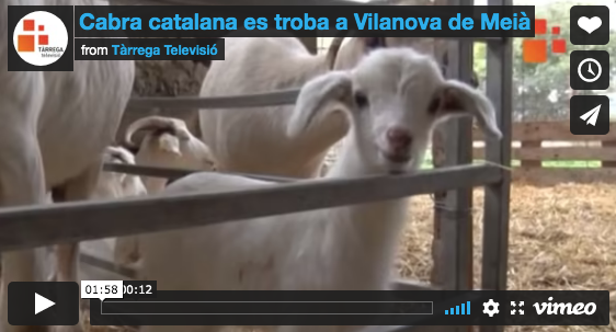 Vídeo de Tàrrega Televisió, on s'explica com l'Artur Bòria de Cultures Trobades fa de pastor d'aquesta espècie de Cabra Catalana.