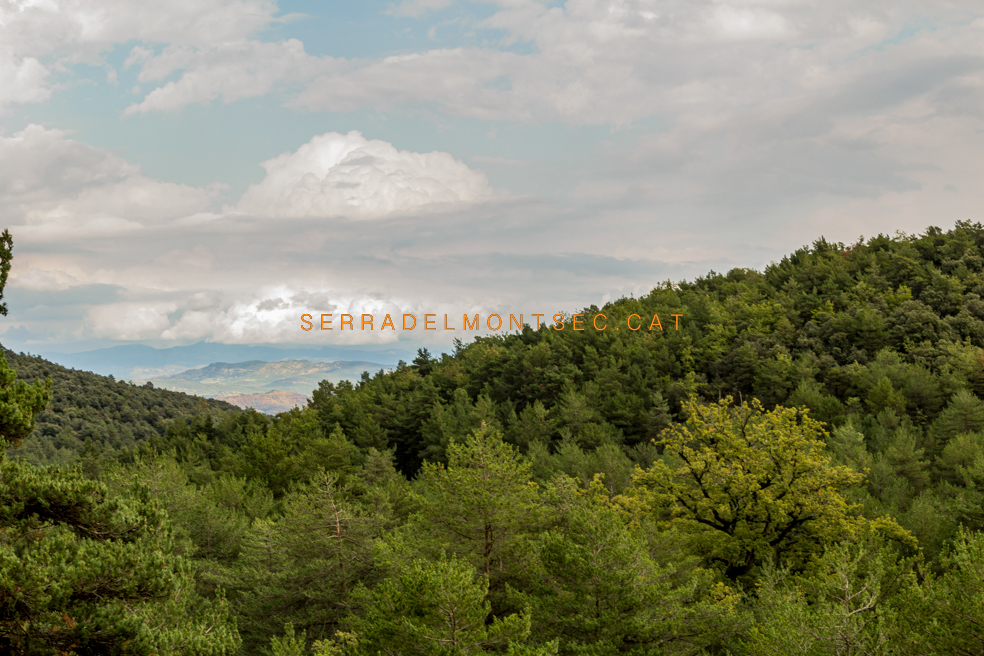 Roure d'El Grell, o Queixigo de Purroi, sobresortint, a la dreta, per sobre del altres arbres a la Vall del Roure. Benavarri. Benavarri. Montsec de l'Estall. Ribagorça d'Osca. Aragó.