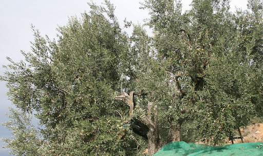 Exemplar d'olivera de la varietat Sarrut. Foto: culturestrobades.cat